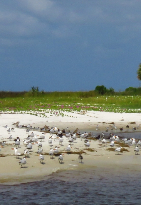 Dozens of shorebirds wading in a coastal area with white sand, green vegetation onshore 