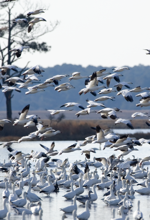 A huge flock of snow geese take off from a shallow pool