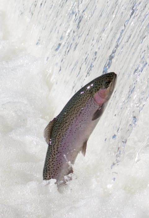 Adult steelhead jumping out of the water