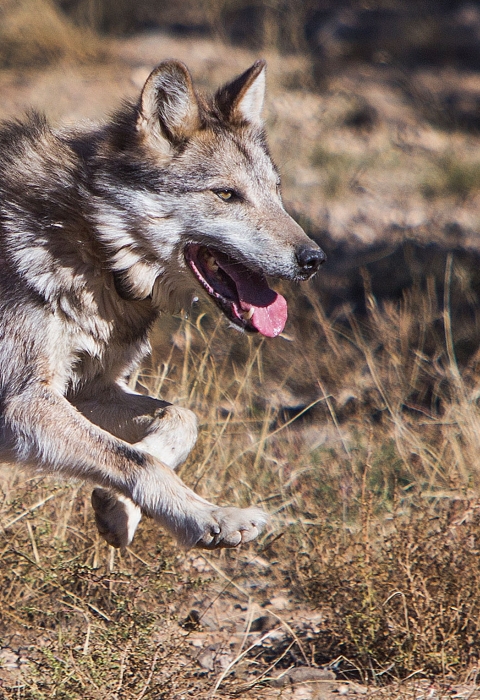 A Mexican wolf running