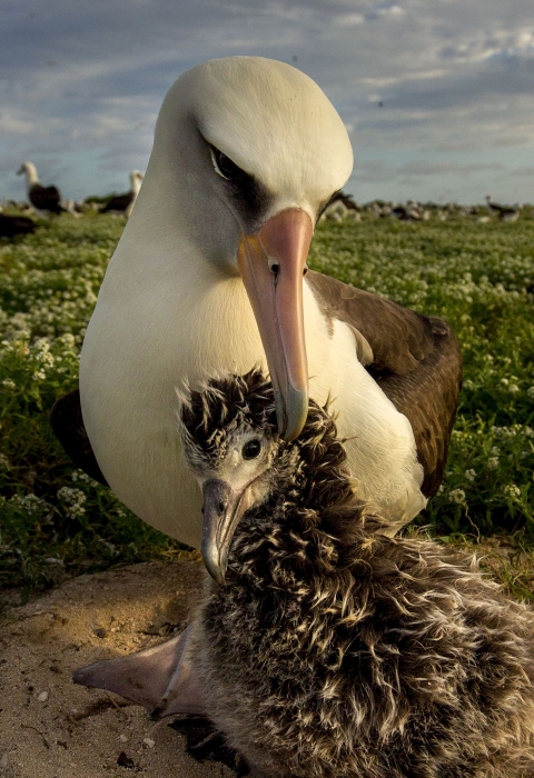 A white seabird called a Laysan albatross tends a smaller brown chick at Midway Atoll National Wildlife Refuge in the Pacific.