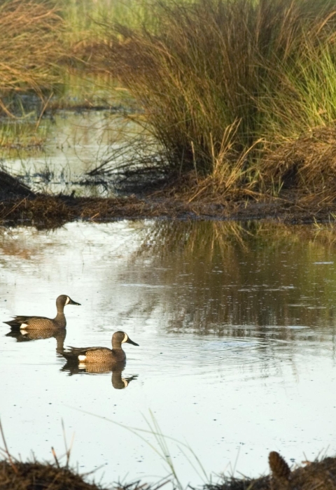 Two blue-winged teal swimming in marsh