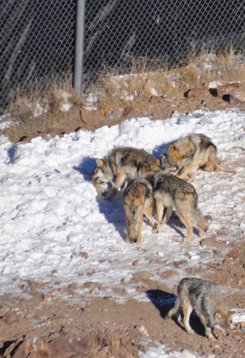 A group of Mexican wolves in patchy snow next to a tall fence.