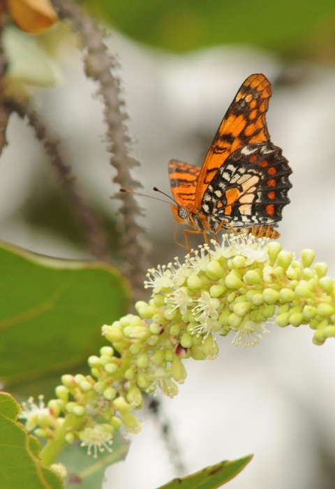 A Puerto Rican harlequin butterfly rests on a flower of sea grapes.