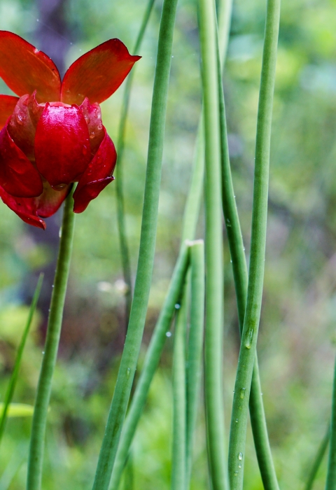 Red flower surrounded by the green stalks of neighboring plants with a blurred green background.
