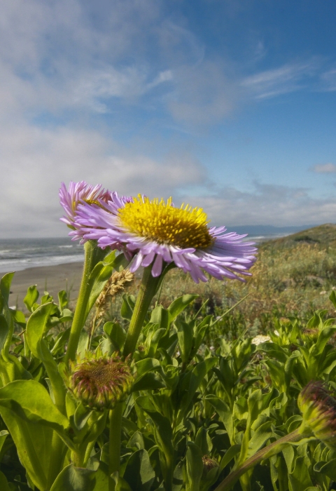 a purple and yellow flower on a dune with the ocean in the background.