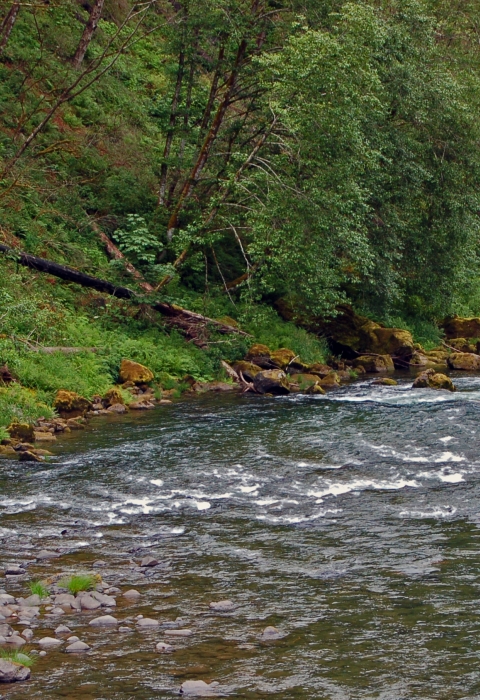 A view of the Clackamas River in Oregon