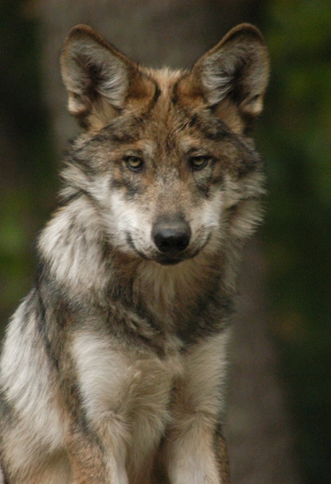 A young Mexican wolf looking at the camera