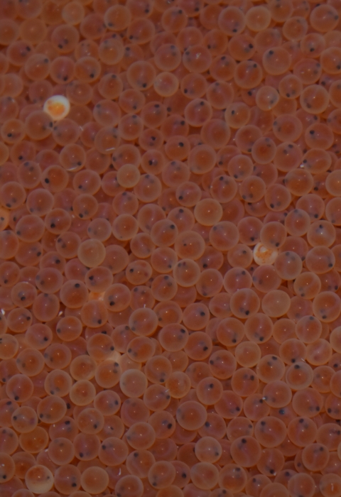 Numerous orange Rainbow trout eggs with visible dark eyespots in each egg