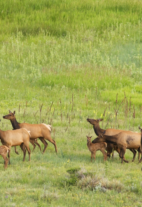 11 elk in the prairie