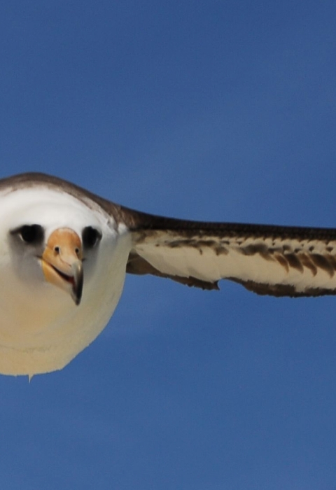 A large white bird soaring in blue sky with its long white-and-black wings spread the width of the photo