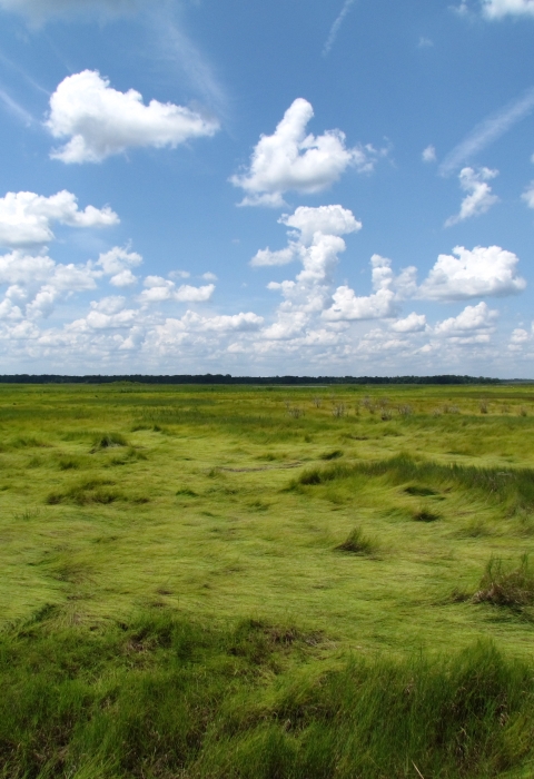 An expansive flat landscape of long, verdant grass is seen underneath a blue sky with intermittent white clouds.