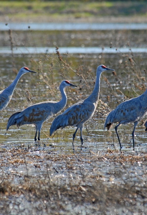 Sandhill cranes in wetland
