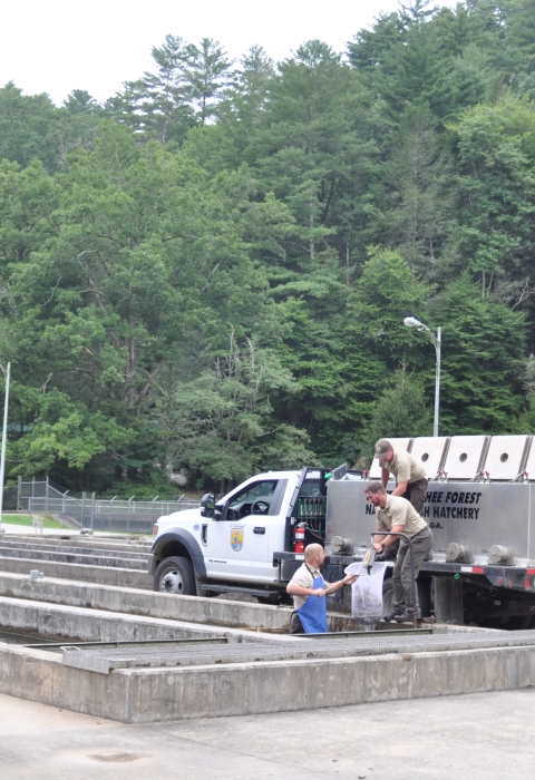 Loading distribution truck with trout at Chattahoochee Forest National Fish Hatchery