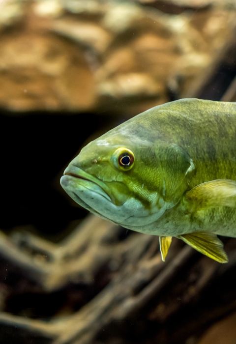 A smallmouth bass swims near some woody debris. The fish is greenish in color with a white belly. 