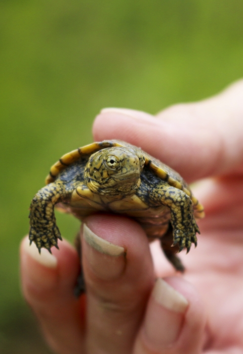 A small turtle being held in a person's hand