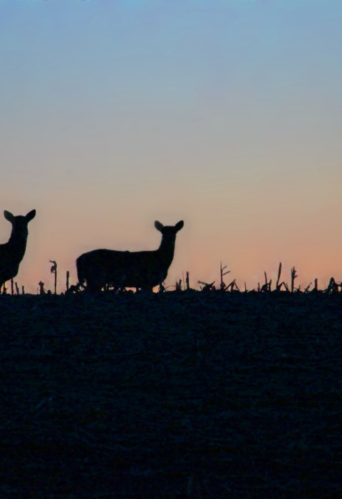 White-tailed deer are silhouetted against a pre-dawn sky in North Dakota.