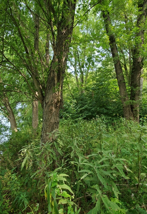 Fish Creek Island, trees and understory.