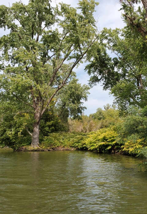 Trees barely above the Ohio River water level at low-lying Grape Island