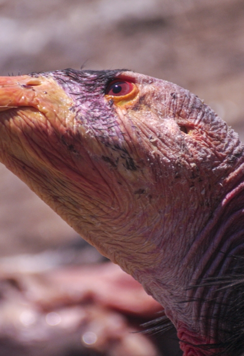 a condor's head with a piece of meat hanging from the beak
