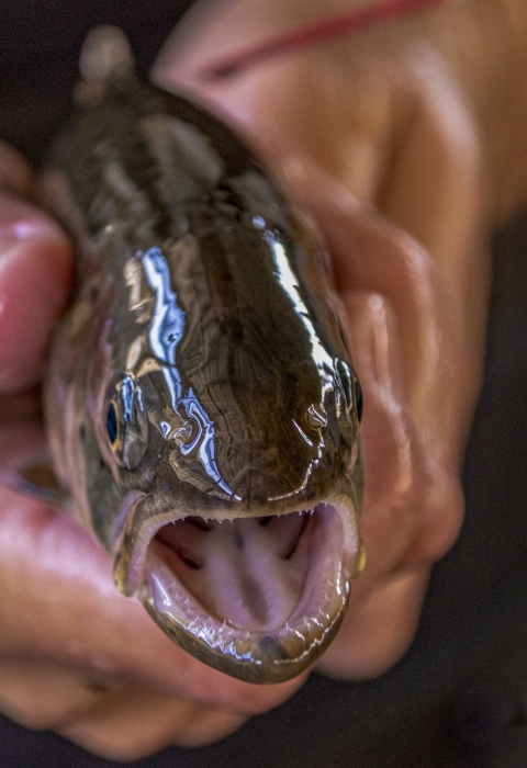 Close-up of photo of hands holding a fish with its mouth open