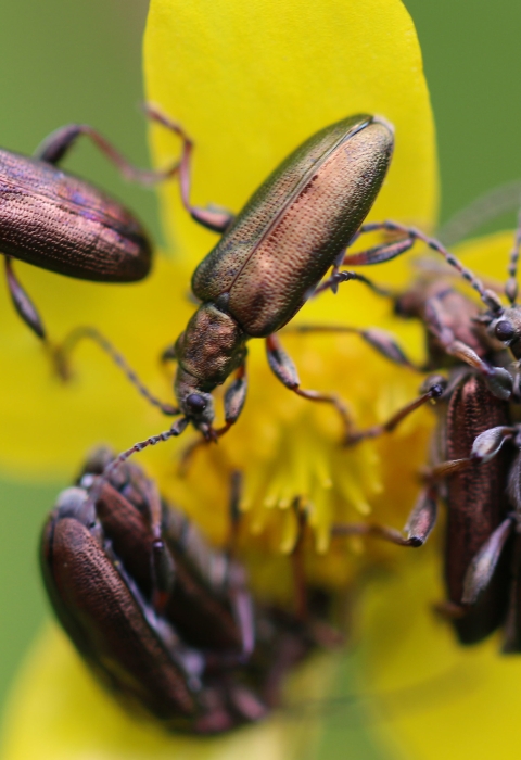beetles on buttercup