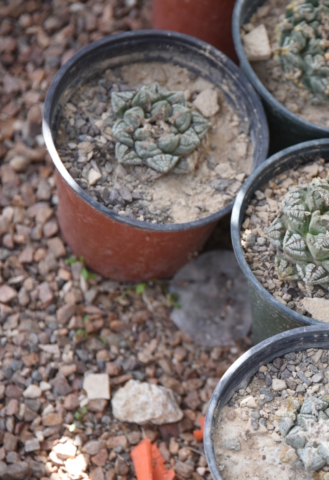 a number of living rock cacti in plastic nursery pots