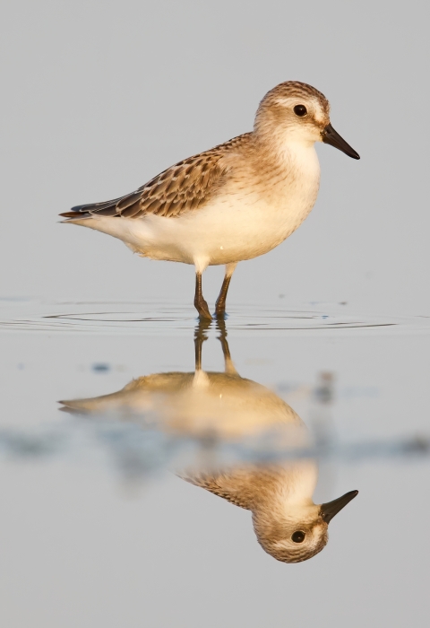 An image of a shorebird standing in very shallow water.  