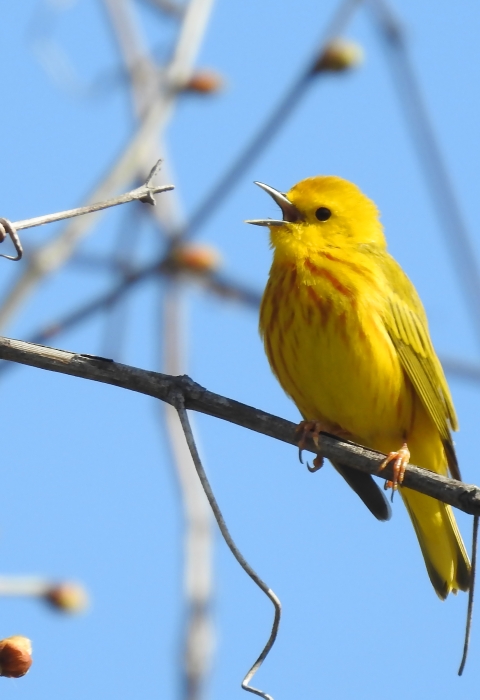Yellow Warbler singing in the sun