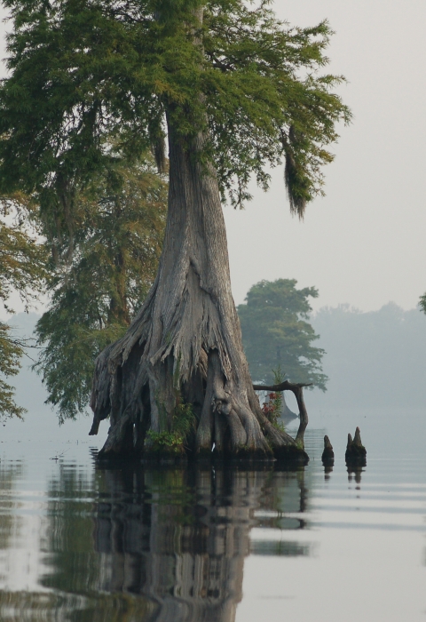 Large cypress trees emerging from open water