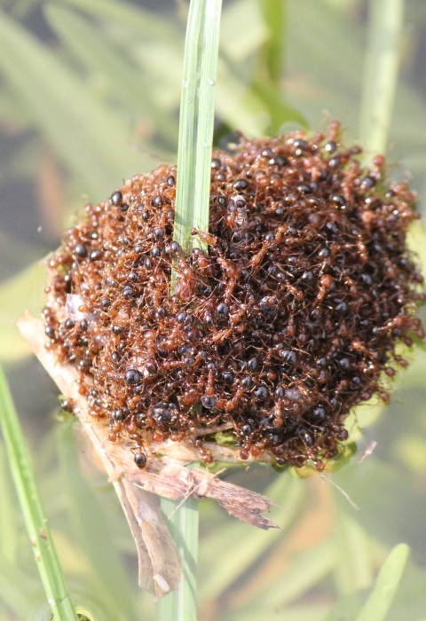 A small floating group of fire ants surrounds a blade of grass and floats on top of still water