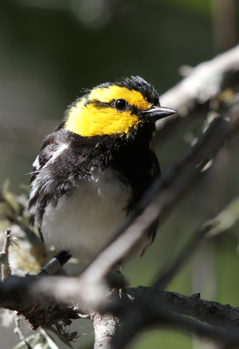 a small black, white, and yellow bird perched on a tree branch