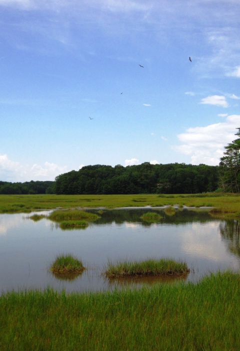 The Salt Meadow Unit's marsh in summer, with a pool surrounded by green marsh grasses and trees, Westbrook