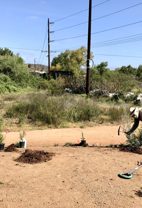 Two individuals on opposite ends are on a dry, almost empty garden planting native plants. 