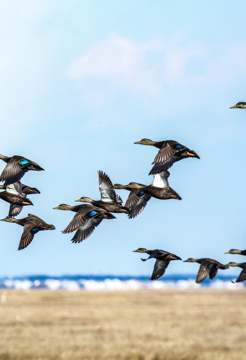 A flock of American black duck takes flight above the salt marsh.