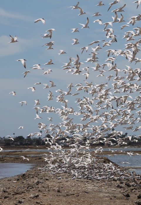 Many terns flying from levee on salt pond