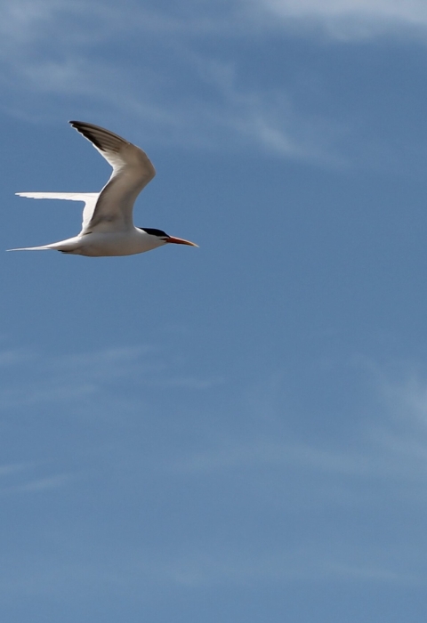 Flying tern with blue sky in the background