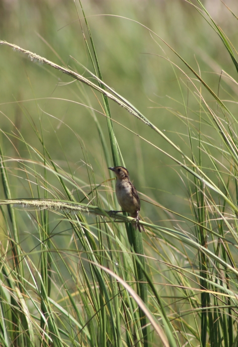 Saltmarsh sparrow (Ammospiza caudacuta) in the salt marsh grasses of Little Beach Island