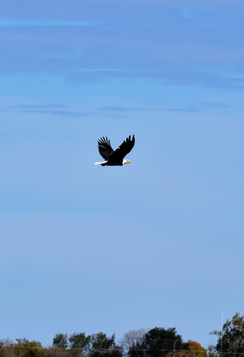 Bald Eagle observed in flight near J. Clark Salyer National Wildlife Refuge