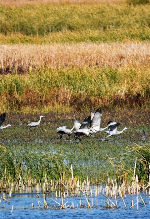 Large-winged gray birds flay over fields and water