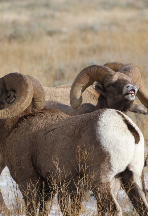 Two bighorn sheep with large curling horns look upwards with teeth showing