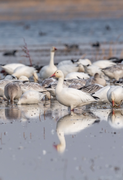 Flock of snow geese on a wetland.