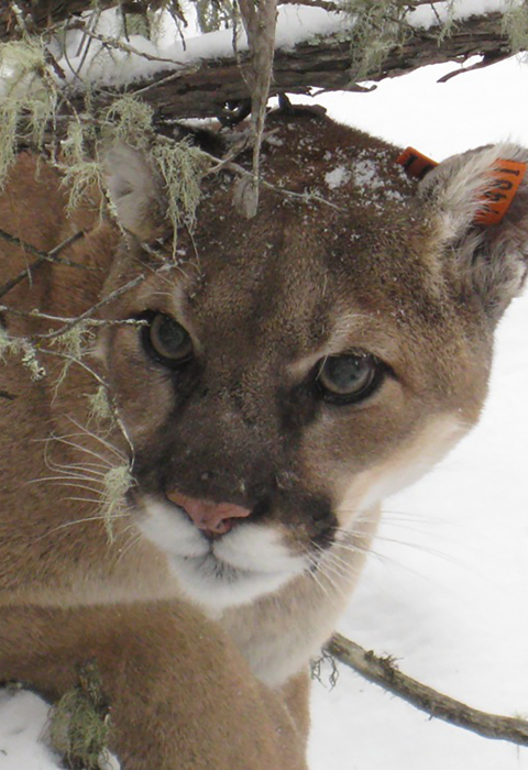 A mountain lion looks over it's shoulder toward the camera as it stalks through the snow. 