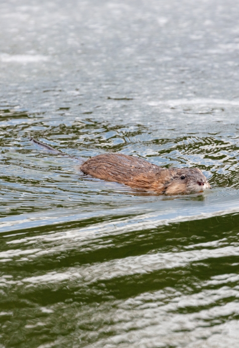 Partially visible above the water, a muskrat swims in open, greenish water. 