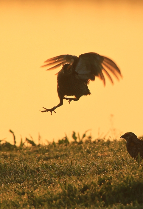 Two Attwater's prairie chickens against an orange sunset. One has its wings spread in mid-air. The other is sitting on a grassy hill.