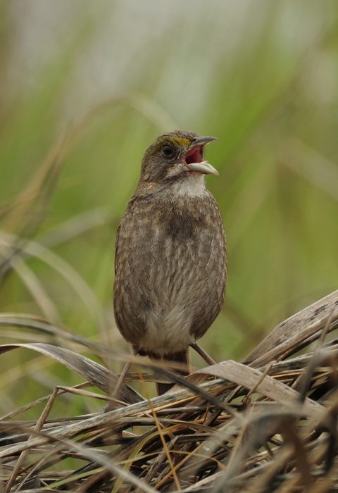 A seaside sparrow sings atop a patch of saltmarsh cordgrass.  