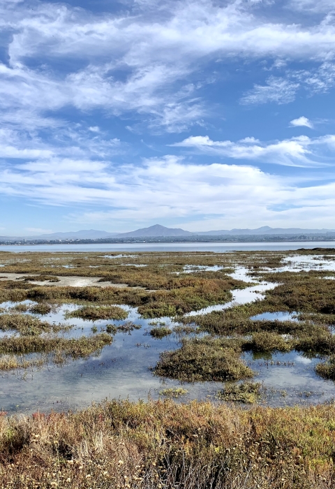Marsh overlooking San Diego Bay. Mountain and sky in the far distance.