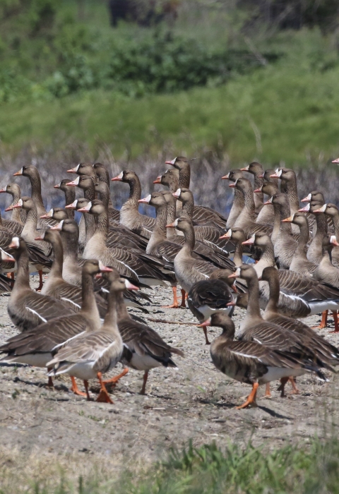 A flock of greater white-fronted geese standing on a levee.