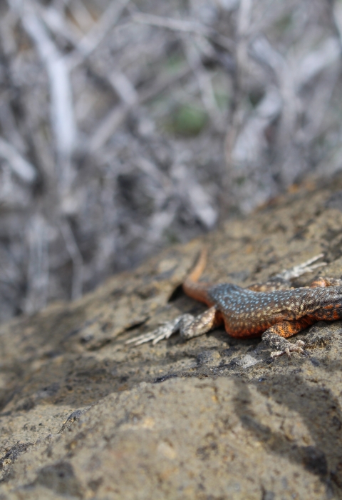 Side blotched lizard on rock