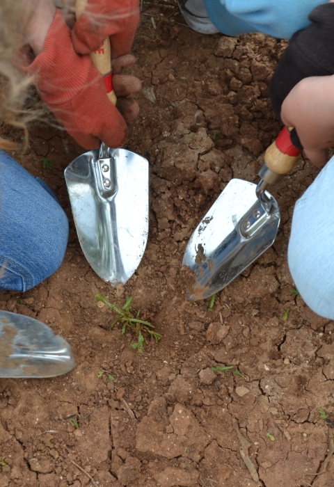 Looking down, three individuals are kneeling down. They are wearing gardening gloves and gardening trowels are pointing towards a small, green plant.